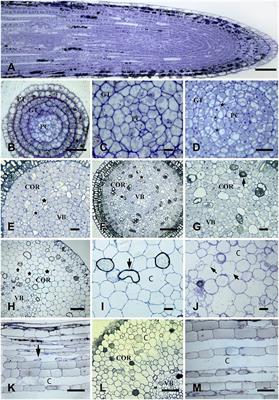 Programmed cell death associated with the formation of schizo-lysigenous aerenchyma in Nelumbo nucifera root